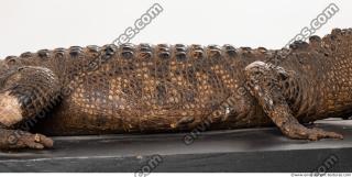 crocodil skin 0001